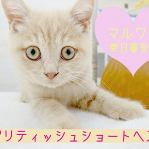 短毛(ミルクベージュ)ジューンブライドシュシュ、わんちゃん猫ちゃん用 術後のケアウェア ネコちゃん用 XS/S/M Solgra-ソルグラ- 猫用