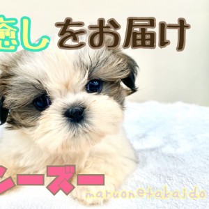【 シーズー 】杉並区より1番の癒しをお届け!のんびり鼻ぺちゃガールのご紹介!