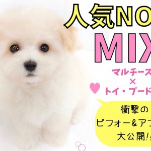 Mix 唯一無二のルックス 衝撃のシャンプービフォー アフター大公開 マルワンblog ペットショップ マルワン 小さめ子犬 美形な子猫 初心者安心のサポート