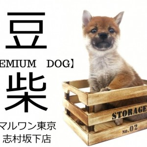 【豆柴犬】良血統のプリンセス!!東京に突如現れた豆柴の魅力とは!!