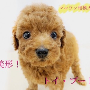 【 トイ・プードル 】カメラ目線バッチリ!撮った写真を確認している姿が可愛すぎる!