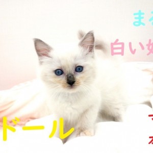 【 ラグドール 】白い妖精のような猫ちゃんをご紹介します!