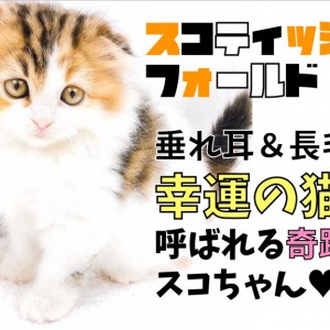 【おすすめ】 スコティッシュフォールド 】垂れ耳＆長毛!幸運の猫と呼ばれる チャーム