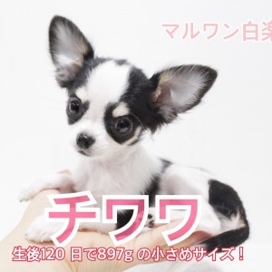 チワワ 】生後120日で897gの！小さめサイズで成長中
