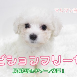 【 ビションフリーゼ 】胴長短足のドワーフ体型!甘え上手な一面もあり!