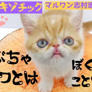 エキゾチックショートヘア 圧倒的な癒しオーラのぶちゃカワ王子がやって来た マルワンblog ペットショップ マルワン 小さめ子犬 美形な子猫 初心者安心のサポート