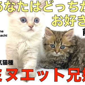 【 ミヌエット兄妹-前編 】人気猫種が兄妹で登場!短足?足長?お好みはどっち?