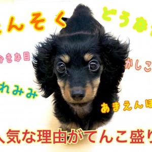 【 カニンヘン・ダックスフント 】愛好家の心をつかんで離さないアイドル犬登場!