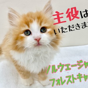 【 ノルウェージャン 】圧巻のロフト感がすごい!2019シーズン最強のにゃんこ!