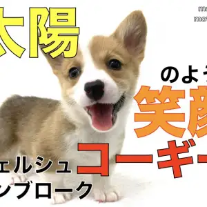 コーギー 太陽のような満点の笑顔 コーギースマイルであなたも笑顔に マルワンblog ペットショップ マルワン 小さめ子犬 美形な子猫 初心者安心のサポート