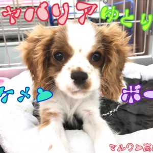 【 キャバリア 】とろ~んとした性格が可愛い!ゆとり系男子♪