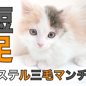 ねこみみベロア 三毛猫(しっぽ付き) ブラック＆ブラウン | LOVOT