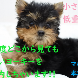 ヨーキー　80　合皮　ロング　その２ 寅壱公式オンラインショップ / 7260-418 超超ロング八分