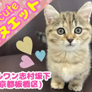 【 ミヌエット 】ド短足✕究極美少女！プリンセス・ミヌエット登場！！