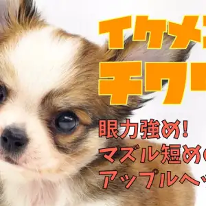 チワワページ チワワ 】マズル短めのアップルヘッド!眼力バッチリのイケメン君