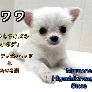 チワワ 手にのっちゃう極小サイズ お鼻短め白たぬきっチワワ マルワンblog ペットショップ マルワン 小さめ子犬 美形な子猫 初心者安心のサポート