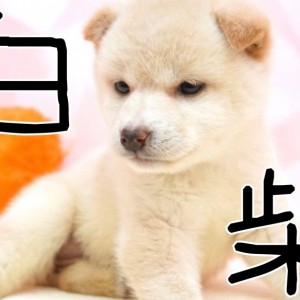 柴犬 シロクマ似の希少な白柴 お鼻がハートマークが女子力アップ マルワンblog ペットショップ マルワン 小さめ子犬 美形な子猫 初心者安心のサポート