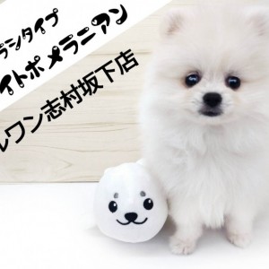 まーぎん☆彡ポメラニアンちゃん　トイプードル　柴犬 価格の安い8/10撮影！犬MIX✨（トイプードル×ポメラニアン