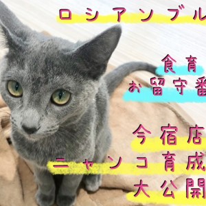 【 ロシアンブルー 】甘えん坊猫ちゃん好き必見!今宿店流ニャンコ育成術を大公開!