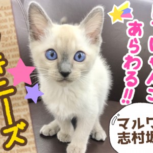 【 トンキニーズ 】シャムとバーミーズのスーパーハイブリッドキャットが登場!