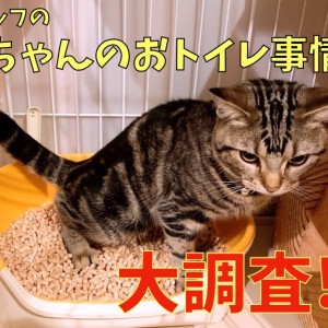 【 大倉山店・お役立て 】スタッフの猫ちゃんのおトイレ事情を大調査!