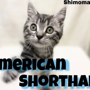 【 アメリカンショートヘア 】根強い人気のイケメンにゃんこ参上!