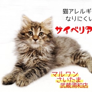 サイベリアン 子猫 猫アレルギーになりにくい種 生活ポイントも解説 マルワンblog ペットショップ マルワン 小さめ子犬 美形な子猫 初心者安心のサポート