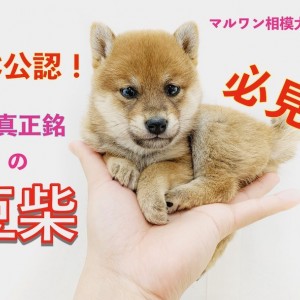豆柴 】KC公認！神奈川県最小！？正真正銘の豆柴のサイズ感を