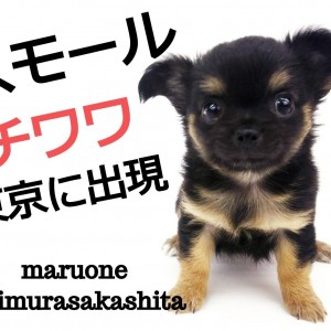 【 チワワ 】スモールチワワ登場!!心に染みる癒しのスパイス!!