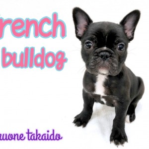 【 フレンチブルドッグ 】ブリンドルの女の子登場!3つ魅力をご紹介!