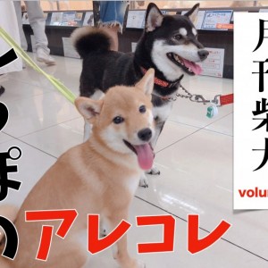 柴犬のしっぽ 月刊柴犬 】大倉山店柴犬マニアが柴犬のしっぽを深堀り