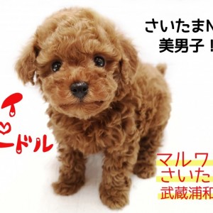 トイ・プードル 】タイニーサイズ！さいたまイチ可愛いプードル子犬