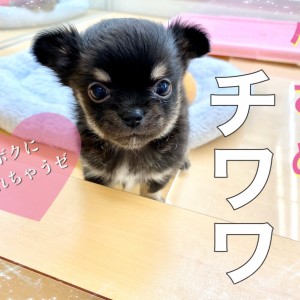 はるやん+たれ耳チワワページ はるやん+たれ耳チワワページ