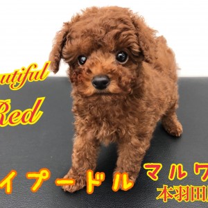 【 トイプードル 】濃いめレッドのベイビープードルがやって来た!!