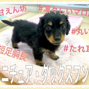 モールアート☆ミニダックス☆へそてん モールで作ったよ❤️】ミニチュアダックスフンド🐶 #cute #art