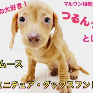【 ミニチュアダックスフント 】スムースの魅力とは?ロングと一味違うポイント!