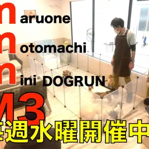 【 元町店イベント 】卒業生参加型!M3ドッグランで一緒に遊ぼう!