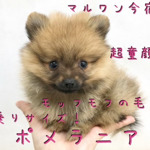 【 ポメラニアン 】ミニマライズなあなたにオススメ!手乗りたぬきポメ!
