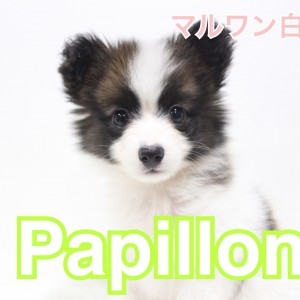 【 パピヨン 】大きなお耳がチャームポイント!おすすめトレーニングもご紹介!
