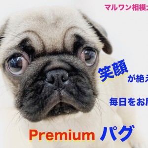 【 パグ 】魅力たっぷりのペチャ顔、ぶちゃカワ犬!パピー期に始めるべき2つの事!
