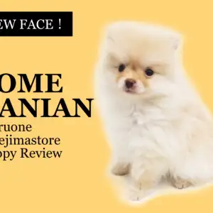 ポメラニアン つぶらな瞳の小さめクリームポメレビュー マルワンblog ペットショップ マルワン 小さめ子犬 美形な子猫 初心者安心のサポート