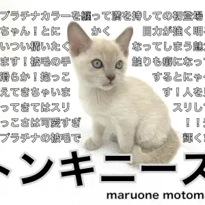 【 トンキニーズ 】まさにプラチナ級!ゴージャス&ビューティーキャット!