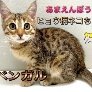 【 ベンガル 】見た目とのギャップにイチコロ!甘えん坊ヒョウ柄にゃんこ!