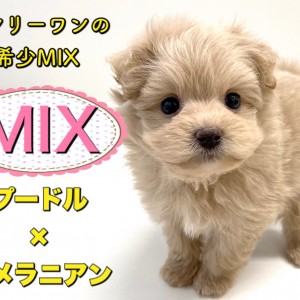 Mix 良い所取りのハイブリット犬 プードル ポメラニアンのポメプー登場 マルワンblog ペットショップ マルワン 小さめ子犬 美形な子猫 初心者安心のサポート