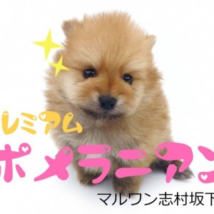 【 ポメラニアン 】オレンジカラーの小さめポメがやってきた!