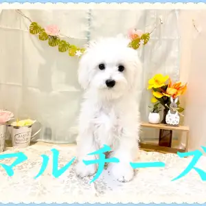 マルチーズ 】ホワイト犬代表！甘えんぼの男の子 | マルワンBLOG