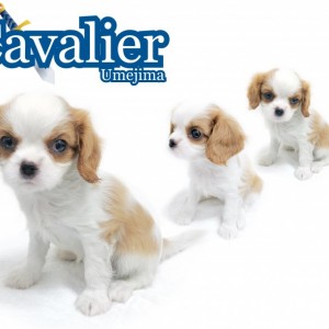 【 キャバリア 】可憐で美しいブレンハイムの偉大なる名犬登場!
