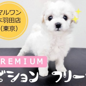 【 ビションフリーゼ 】プレミアムビションを東京大田区で発見!!