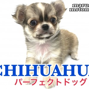 【 チワワ 】小さめサイズ!美しいアップルヘッドにたぬき顔のパーフェクトボーイ!