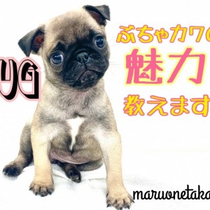 【 パグ 】しわくちゃがチャーミング!ぶちゃカワの魅力教えます!